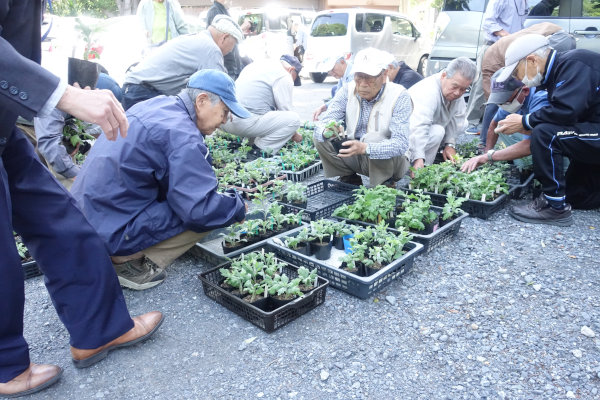 https://www.musashiichinomiya-hikawa.or.jp/news/img/kiku19-1.jpg